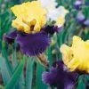 VAN ZYVERDEN Bearded Iris Bulbs Jurassic Park (Set of 3 Roots) -VAN ZYVERDEN shop van zyverden flower bulbs 21504 64 1000