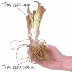 VAN ZYVERDEN Bearded Iris Bulbs Pink Attraction (Set of 3 Roots) -VAN ZYVERDEN shop van zyverden flower bulbs 21505 1f 1000