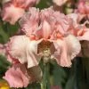 VAN ZYVERDEN Bearded Iris Bulbs Pink Attraction (Set of 3 Roots) 2 VAN ZYVERDEN Bearded Iris Bulbs Pink Attraction (Set of 3 Roots) -VAN ZYVERDEN shop van zyverden flower bulbs 21505 64 1000