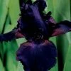 VAN ZYVERDEN Bearded Iris Bulbs Superstition (Set of 3 Roots) -VAN ZYVERDEN shop van zyverden flower bulbs 21506 64 1000