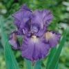 VAN ZYVERDEN Bearded Iris Bulbs Victoria Falls (Set of 3 Roots) 2 VAN ZYVERDEN Bearded Iris Bulbs Victoria Falls (Set of 3 Roots) -VAN ZYVERDEN shop van zyverden flower bulbs 21507 64 1000