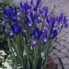 VAN ZYVERDEN Dutch Iris Bulbs Sapphire Beauty (Set of 25) -VAN ZYVERDEN shop van zyverden flower bulbs 21510 64 1000
