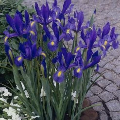 VAN ZYVERDEN shop 19 VAN ZYVERDEN Dutch Iris Bulbs Sapphire Beauty (Set of 25)