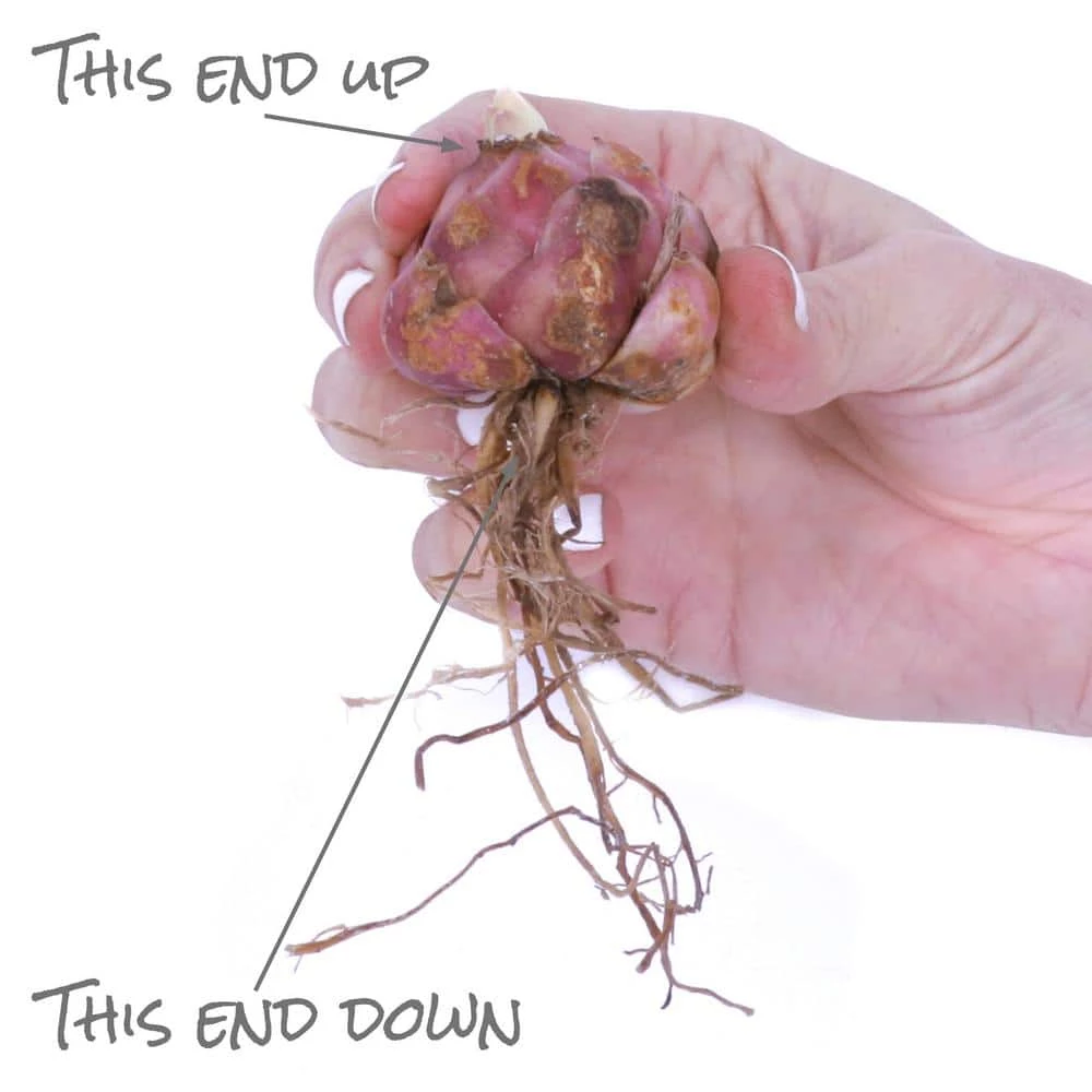 VAN ZYVERDEN Lilies Bulbs Asiatic Mixed (Set of 12) 6 VAN ZYVERDEN Lilies Bulbs Asiatic Mixed (Set of 12) - Image 4