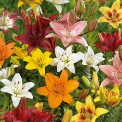 VAN ZYVERDEN Lilies Bulbs Asiatic Mixed (Set of 12)