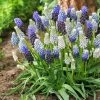 VAN ZYVERDEN Grape Hyacinth Delft Blue Blend (Set of 50) -VAN ZYVERDEN shop van zyverden flower bulbs 21532 64 1000
