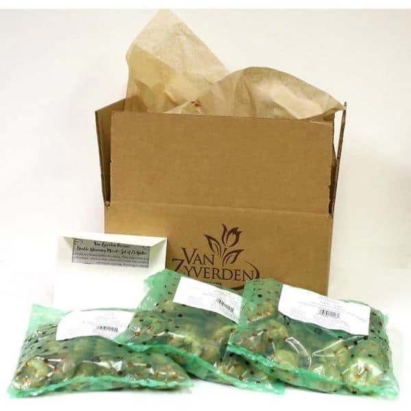 VAN ZYVERDEN Grape Hyacinths (Set of 50) 7 VAN ZYVERDEN Grape Hyacinths (Set of 50) - Image 5