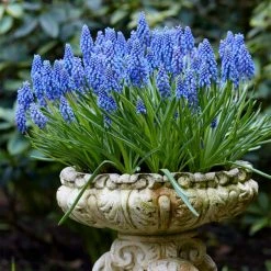 VAN ZYVERDEN Grape Hyacinths (Set of 50) 11 VAN ZYVERDEN Grape Hyacinths (Set of 50) -VAN ZYVERDEN shop van zyverden flower bulbs 21535 4f 1000