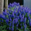 VAN ZYVERDEN Grape Hyacinths (Set of 50) -VAN ZYVERDEN shop van zyverden flower bulbs 21535 64 1000
