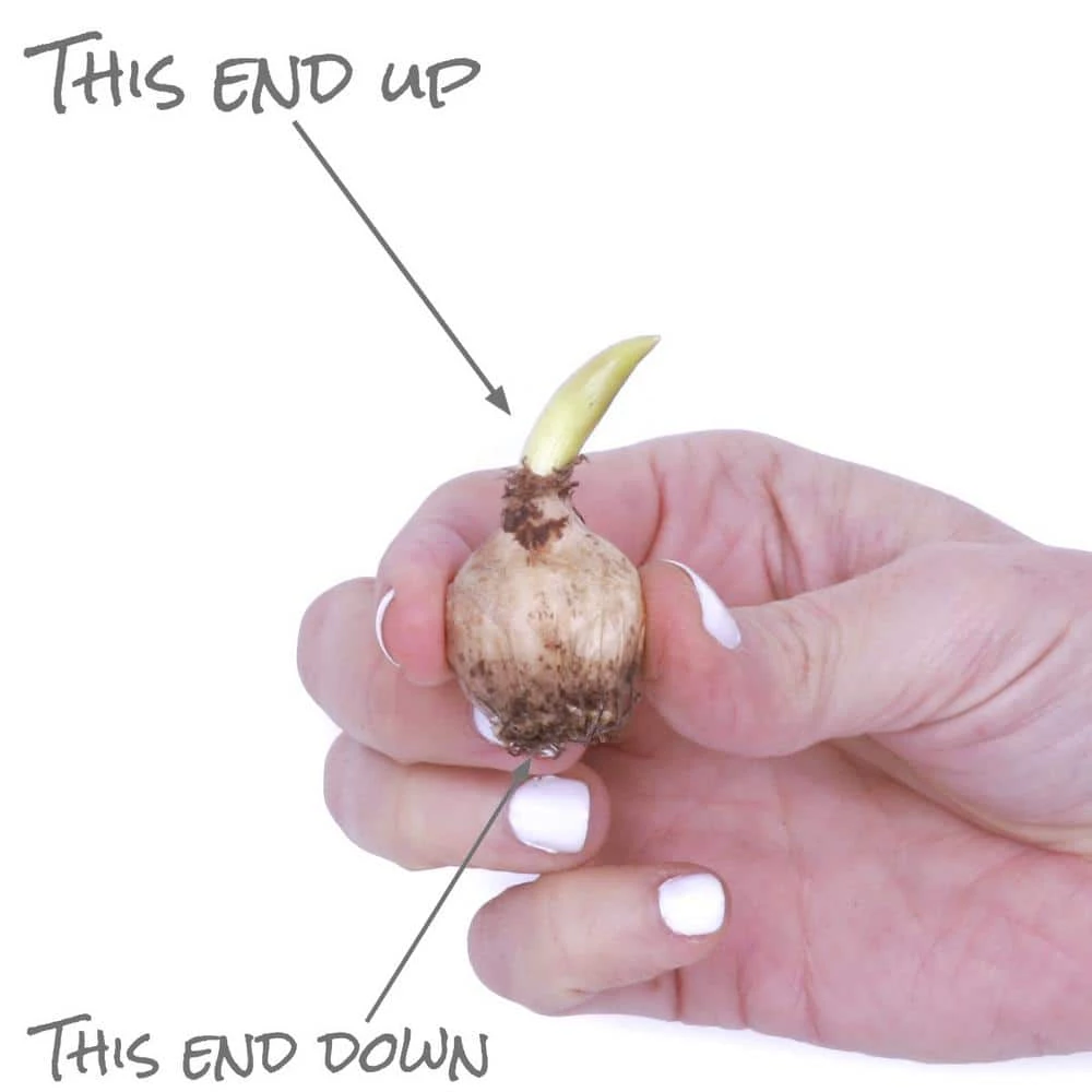 VAN ZYVERDEN Grape Hyacinths (Set of 50) 8 VAN ZYVERDEN Grape Hyacinths (Set of 50) - Image 6