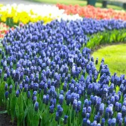 VAN ZYVERDEN Grape Hyacinths Bulbs Multi Colored Latifolum (Set of 25) -VAN ZYVERDEN shop van zyverden flower bulbs 21537 4f 1000