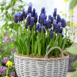 VAN ZYVERDEN Grape Hyacinths Bulbs Multi Colored Latifolum (Set of 25)