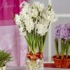 VAN ZYVERDEN Large Paperwhites (Set of 12) -VAN ZYVERDEN shop van zyverden flower bulbs 21541 64 1000