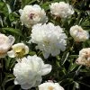 VAN ZYVERDEN Peonies Bulbs Festiva Maxima (Set of 3 Roots) -VAN ZYVERDEN shop van zyverden flower bulbs 21545 64 1000