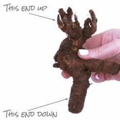 VAN ZYVERDEN Peonies Bulbs Karl Rosenfield (Set of 3 Roots) 11 VAN ZYVERDEN Peonies Bulbs Karl Rosenfield (Set of 3 Roots) -VAN ZYVERDEN shop van zyverden flower bulbs 21547 1f 1000