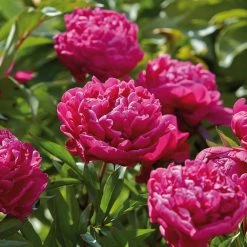 VAN ZYVERDEN Peonies Bulbs Karl Rosenfield (Set of 3 Roots)