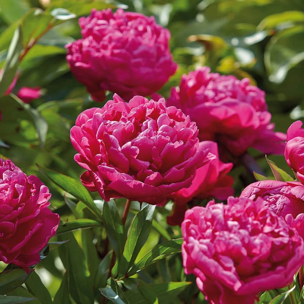 VAN ZYVERDEN Peonies Bulbs Karl Rosenfield (Set of 3 Roots) 3 VAN ZYVERDEN Peonies Bulbs Karl Rosenfield (Set of 3 Roots)