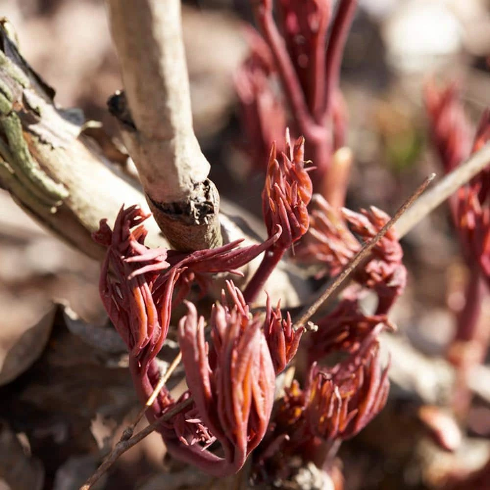 VAN ZYVERDEN Peonies Bulbs Karl Rosenfield (Set of 3 Roots) 4 VAN ZYVERDEN Peonies Bulbs Karl Rosenfield (Set of 3 Roots) - Image 2