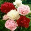 VAN ZYVERDEN Mixed Color Peonies Root (Set of 3) -VAN ZYVERDEN shop van zyverden flower bulbs 21549 64 1000