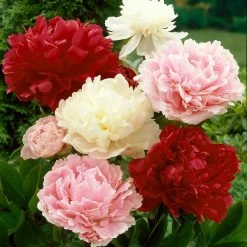 VAN ZYVERDEN Mixed Color Peonies Root (Set of 3)