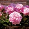 VAN ZYVERDEN Peonies Bulbs Sarah Bernhardt (Set of 3 Roots) -VAN ZYVERDEN shop van zyverden flower bulbs 21551 64 1000