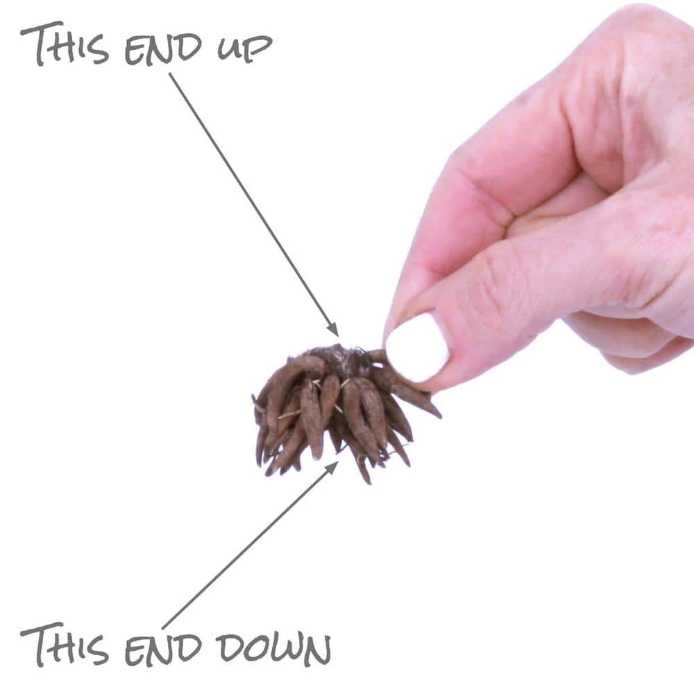 VAN ZYVERDEN Butter Cups Bulbs Ranunculus Cappuccino (Set of 12) 6 VAN ZYVERDEN Butter Cups Bulbs Ranunculus Cappuccino (Set of 12) - Image 4