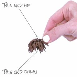 VAN ZYVERDEN Butter Cups Bulbs Ranunculus Double Red (Set of 25) -VAN ZYVERDEN shop van zyverden flower bulbs 21562 1f 1000