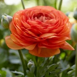 VAN ZYVERDEN Butter Cups Bulbs Ranunculus Double Tangerine (Set of 25)
