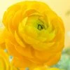 VAN ZYVERDEN Butter Cups Bulbs Ranunculus Sunshine (Set of 25) 1 VAN ZYVERDEN Butter Cups Bulbs Ranunculus Sunshine (Set of 25) -VAN ZYVERDEN shop van zyverden flower bulbs 21565 64 1000