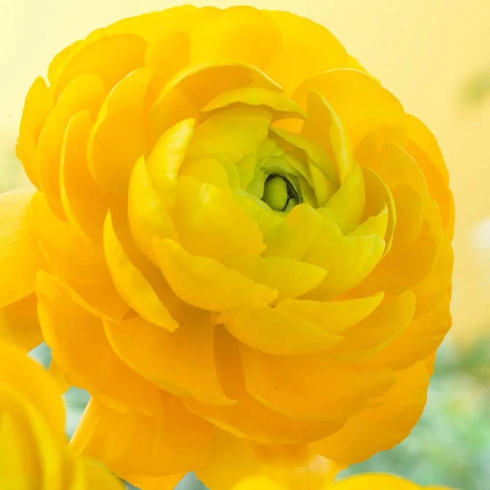 VAN ZYVERDEN Butter Cups Bulbs Ranunculus Sunshine (Set of 25) 3 VAN ZYVERDEN Butter Cups Bulbs Ranunculus Sunshine (Set of 25)