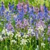 VAN ZYVERDEN Spanish Blue Bells Bulbs Mixed Colors (Set of 25) -VAN ZYVERDEN shop van zyverden flower bulbs 21568 64 1000