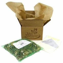 VAN ZYVERDEN Tulips Bulbs Akita (Set of 12) -VAN ZYVERDEN shop van zyverden flower bulbs 21570 4f 1000