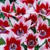 VAN ZYVERDEN Tulips Bulbs Akita (Set of 12) 1 VAN ZYVERDEN Tulips Bulbs Akita (Set of 12) -VAN ZYVERDEN shop van zyverden flower bulbs 21570 64 1000