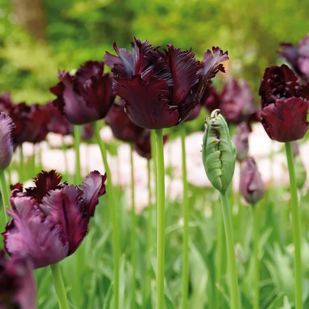 VAN ZYVERDEN Tulips Bulbs Black Parrot (Set of 12) 3 VAN ZYVERDEN Tulips Bulbs Black Parrot (Set of 12)