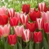 VAN ZYVERDEN Tulips Bulbs Candy Striper Blend (Set of 15) -VAN ZYVERDEN shop van zyverden flower bulbs 21574 64 1000