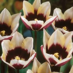 VAN ZYVERDEN Tulips Bulbs Chansonnett (Set of 12)