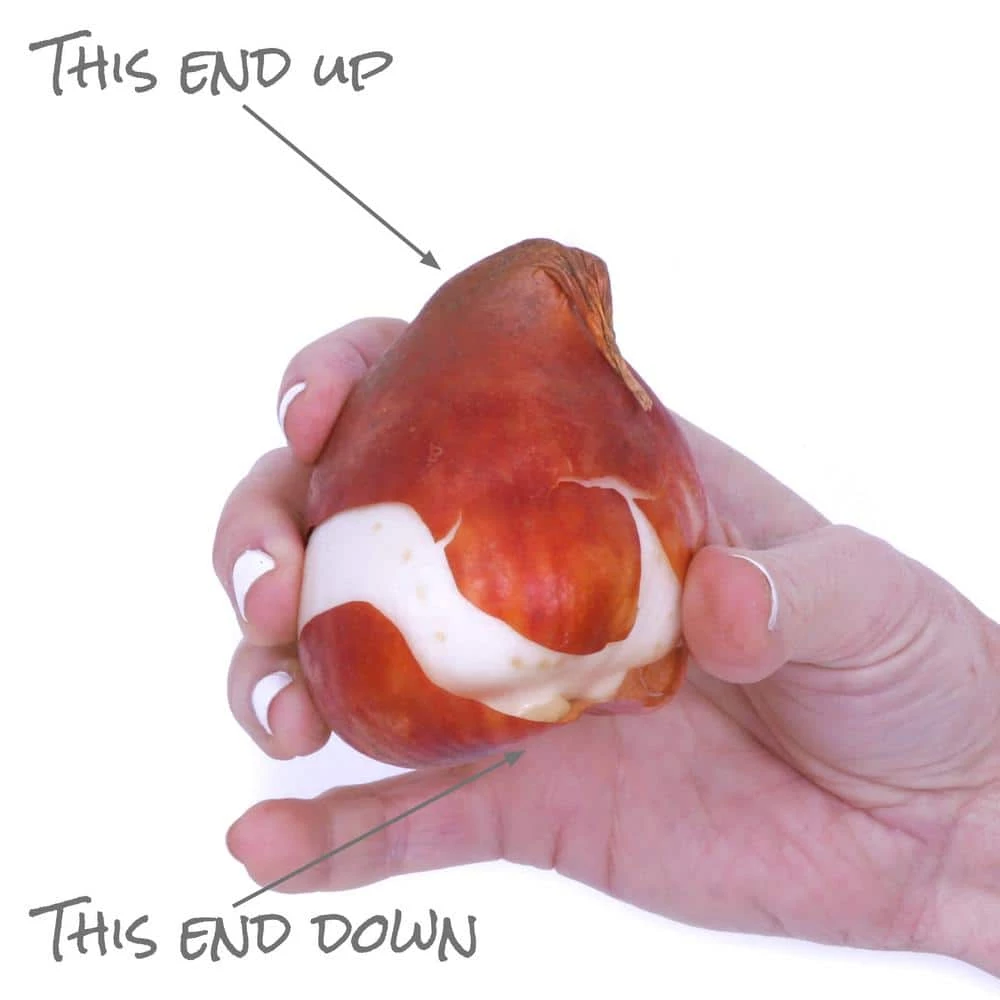 VAN ZYVERDEN Tulip Mammoth-Sized Bulbs Darwin Hybrid Mixture (15-Pack) 6 VAN ZYVERDEN Tulip Mammoth-Sized Bulbs Darwin Hybrid Mixture (15-Pack) - Image 4