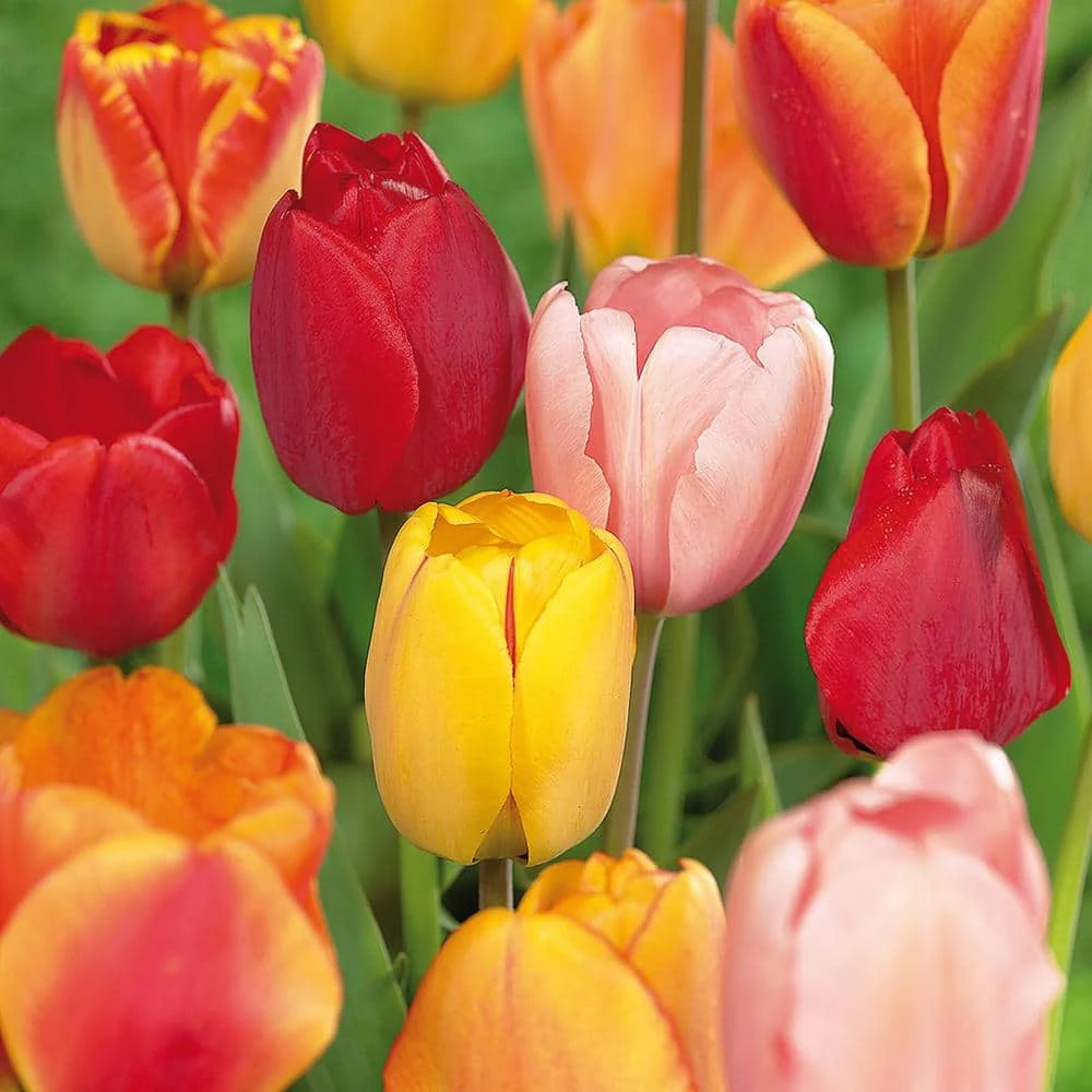VAN ZYVERDEN Tulips Bulbs Darwin Hybrid Mixture (Set of 100 Mammoth) 3 VAN ZYVERDEN Tulips Bulbs Darwin Hybrid Mixture (Set of 100 Mammoth)