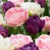 VAN ZYVERDEN Tulips Bulbs Double Peony Blend (Set of 15) 2 VAN ZYVERDEN Tulips Bulbs Double Peony Blend (Set of 15) -VAN ZYVERDEN shop van zyverden flower bulbs 21581 64 1000