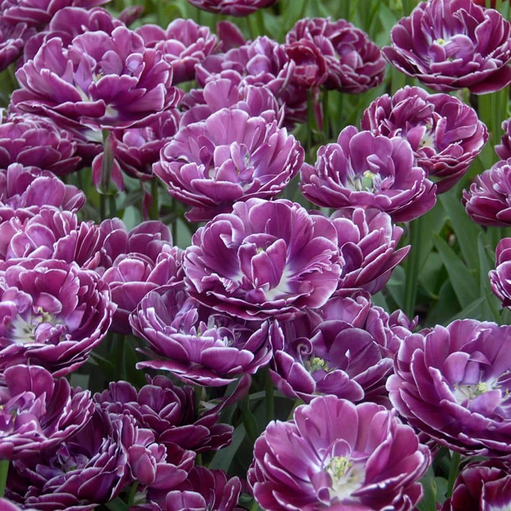 VAN ZYVERDEN Tulips Bulbs Dream Touch (Set of 12) 3 VAN ZYVERDEN Tulips Bulbs Dream Touch (Set of 12)