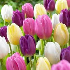 VAN ZYVERDEN Tulips Bulbs Easter Basket Mixture (Set of 15)