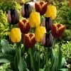 VAN ZYVERDEN Tulips Bulbs Gavota Blend (Set of 15) 2 VAN ZYVERDEN Tulips Bulbs Gavota Blend (Set of 15) -VAN ZYVERDEN shop van zyverden flower bulbs 21584 64 1000