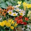 VAN ZYVERDEN Tulips Bulbs Little Treasures Collection (Set of 50) -VAN ZYVERDEN shop van zyverden flower bulbs 21588 64 1000