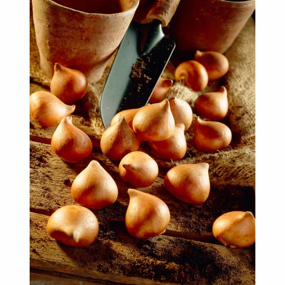 VAN ZYVERDEN Tulips Bulbs Little Treasures Collection (Set of 50) 4 VAN ZYVERDEN Tulips Bulbs Little Treasures Collection (Set of 50) - Image 2