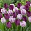 VAN ZYVERDEN Tulips Bulbs Majestic Royal Blend (Set of 15) -VAN ZYVERDEN shop van zyverden flower bulbs 21589 64 1000