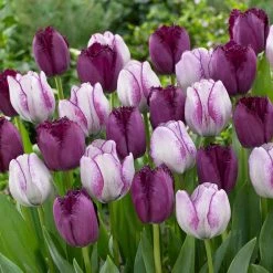 VAN ZYVERDEN Tulips Bulbs Majestic Royal Blend (Set of 15)