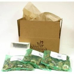 VAN ZYVERDEN Tulips Bulbs Triumph Mixture (Set of 50) -VAN ZYVERDEN shop van zyverden flower bulbs 21596 4f 1000