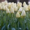 VAN ZYVERDEN Tulips Bulbs Ivory Floradale (Set of 12) 2 VAN ZYVERDEN Tulips Bulbs Ivory Floradale (Set of 12) -VAN ZYVERDEN shop van zyverden flower bulbs 87000 64 1000