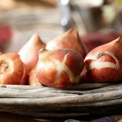 VAN ZYVERDEN Tulips Bulbs Blue Heron (Set of 12) -VAN ZYVERDEN shop van zyverden flower bulbs 87001 c3 1000