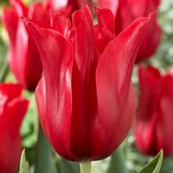 VAN ZYVERDEN Tulips Bulbs Red Shine (Set of 12)